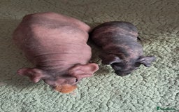 Guinea Pig rodents for sale: BEAUTIFUL MOTHER AND BABY DAUGHTER SKINNY PIGS.  - Image 2