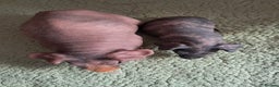 Guinea Pig rodents for sale: BEAUTIFUL MOTHER AND BABY DAUGHTER SKINNY PIGS.  - Advert 2