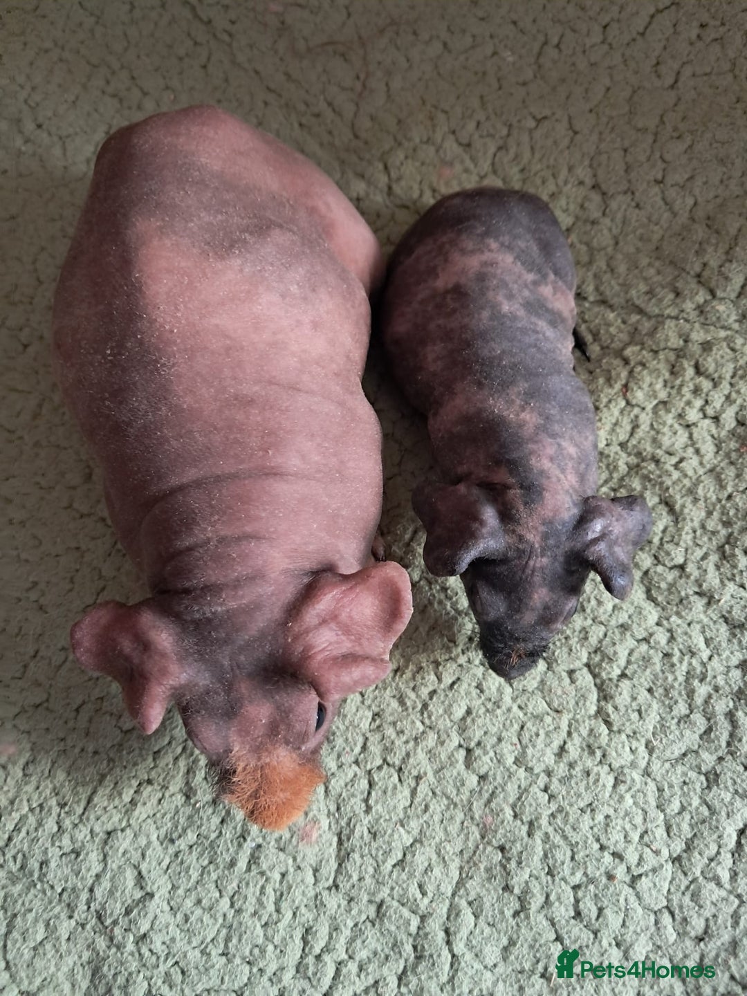 Guinea Pig rodents for sale: BEAUTIFUL MOTHER AND BABY DAUGHTER SKINNY PIGS.  - Image 2