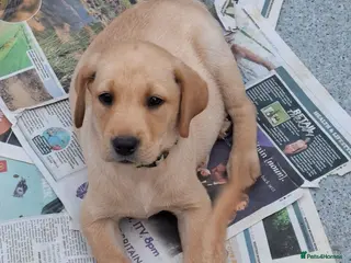 Labrador Retriever dogs KC Reg Labrador Pups - Advert 3