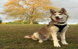 Mixed Breed dogs for sale: Rehoming beautiful husky puppy  - Image 4