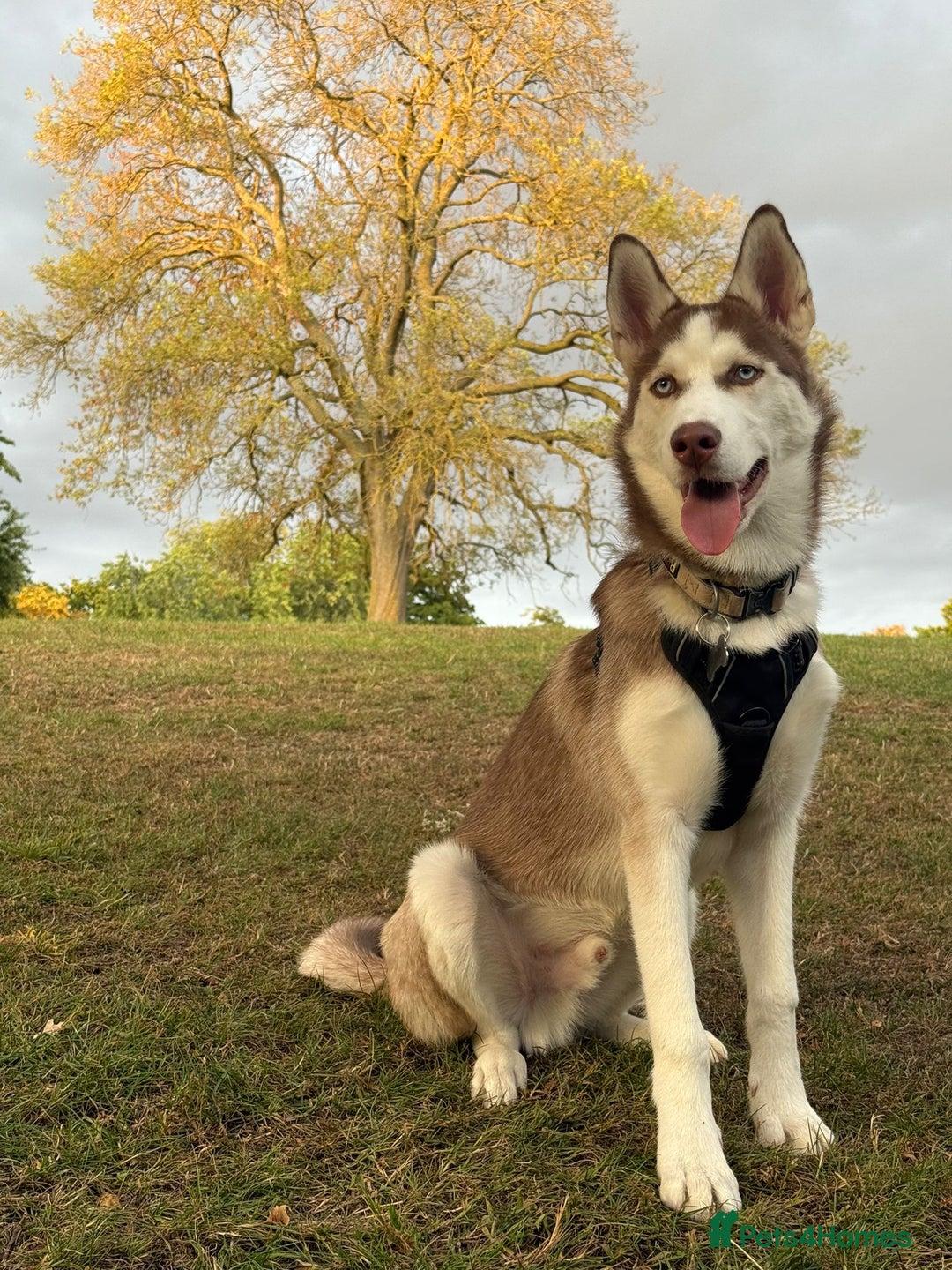 Mixed Breed dogs for sale: Rehoming beautiful husky puppy  - Image 4