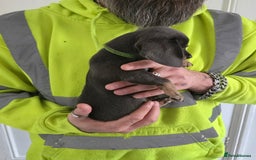 Mixed Breed dogs for sale: 5 beautiful Chiweenie puppies for Sale  - Image 16