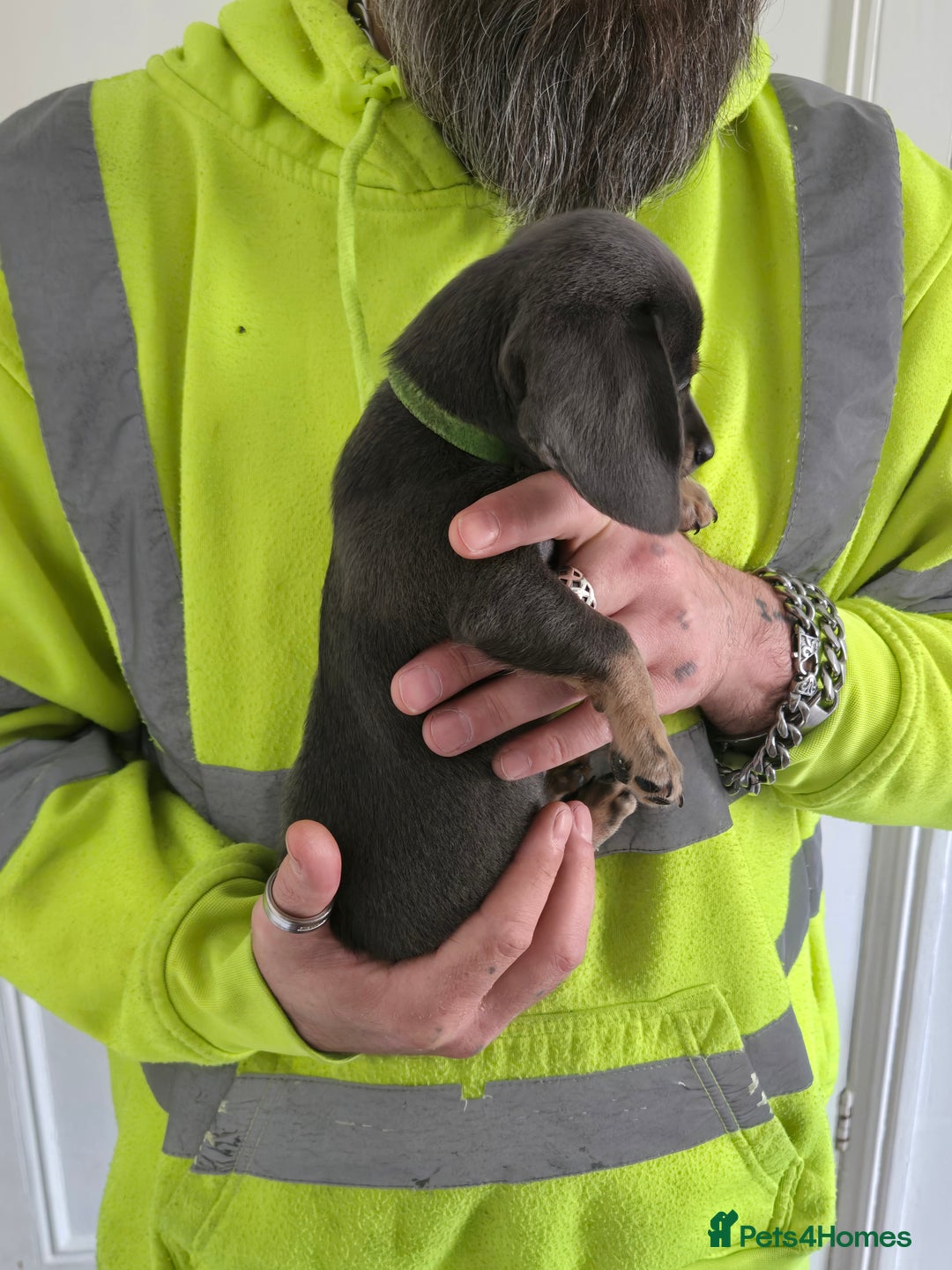 Mixed Breed dogs for sale: 5 beautiful Chiweenie puppies for Sale  - Image 16