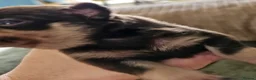 Pug dogs for sale: Stunning colourful litter of pugs - Advert 2