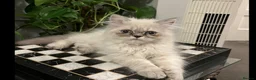 Persian cats for sale: Ready Now  Super playful Persian kitten (M) - Advert 1