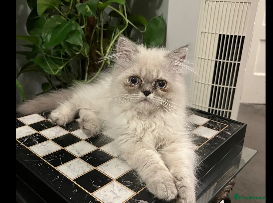 Persian cats for sale: Ready Now  Super playful Persian kitten (M) - Advert 1