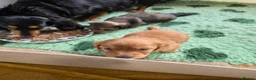 Dachshund dogs for sale: Male long haired dashound  in Cookstown - Advert 2