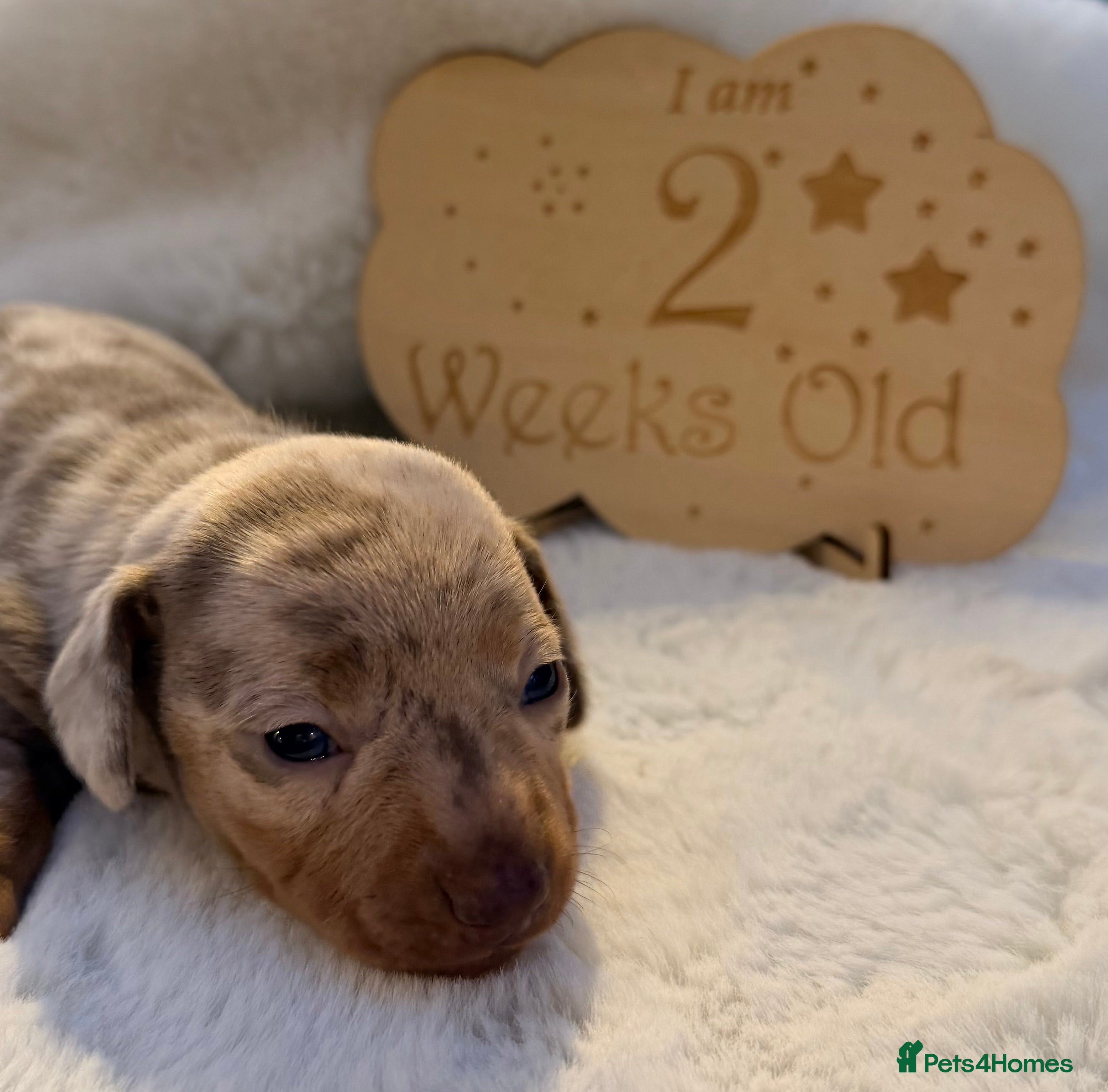 Miniature Dachshund dogs KC Miniature Female Isabella&Tan Dapple - Advert 10