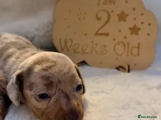 Miniature Dachshund dogs KC Miniature Female Isabella&Tan Dapple - Advert 10