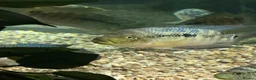 Cichlids fish for sale: Jack Des in Wolverhampton - Advert 7