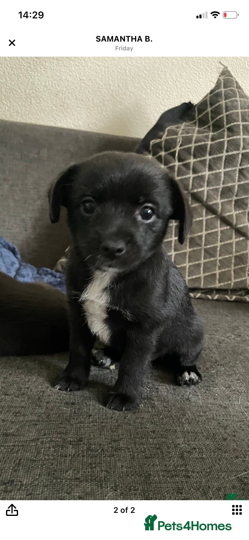Mixed Breed dogs Pom-a-jacks - Advert 1