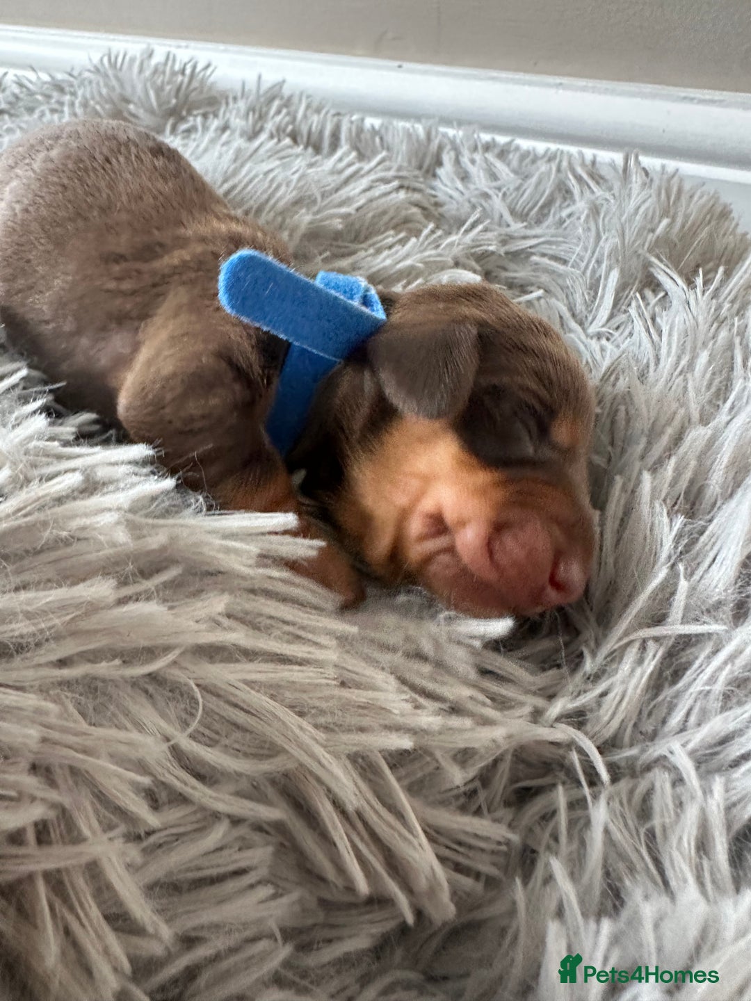 Dachshund dogs for sale: Dachshund puppies for sale - Image 4