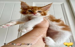 Maine Coon cats for sale: 🐾🦁 *TICA REG* GINGER MAINE COON KITTENS🦁🐾 - Image 2