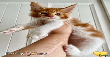 Maine Coon cats - Advert 3
