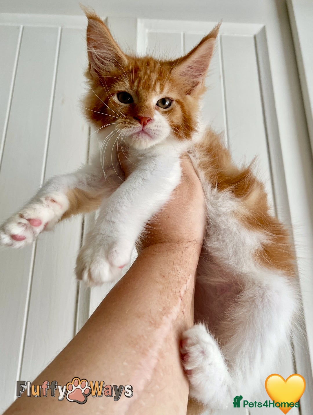 Maine Coon cats for sale: 🐾🦁 *TICA REG* GINGER MAINE COON KITTENS🦁🐾 - Image 2