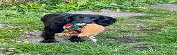 Cocker Spaniel dogs for sale: Working cocker spaniel  in Dorchester - Advert 11