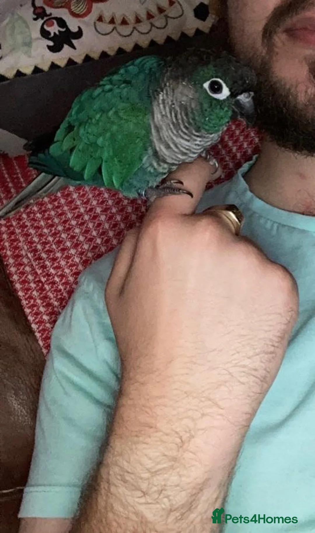 Conures birds for sale: Turquoise Conure in Haverfordwest - Advert 5