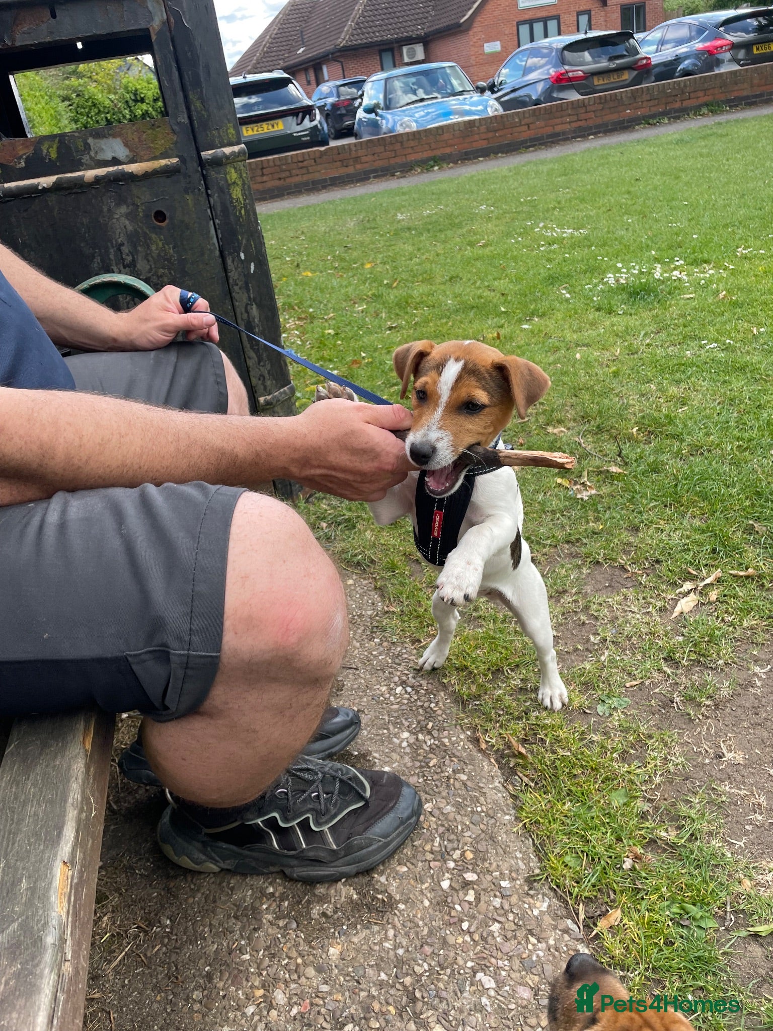 Jack Russell dogs Beautiful male JRT 6 months old  - Advert 13