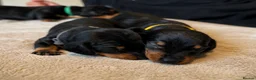 Dachshund dogs for sale: Dachshund Puppies - Ready to reserve - Advert 21