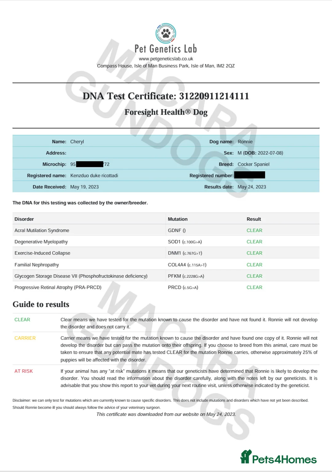 Cocker Spaniel dogs for sale: Beautiful Working KC Registered Cocker Spaniels - Advert 9