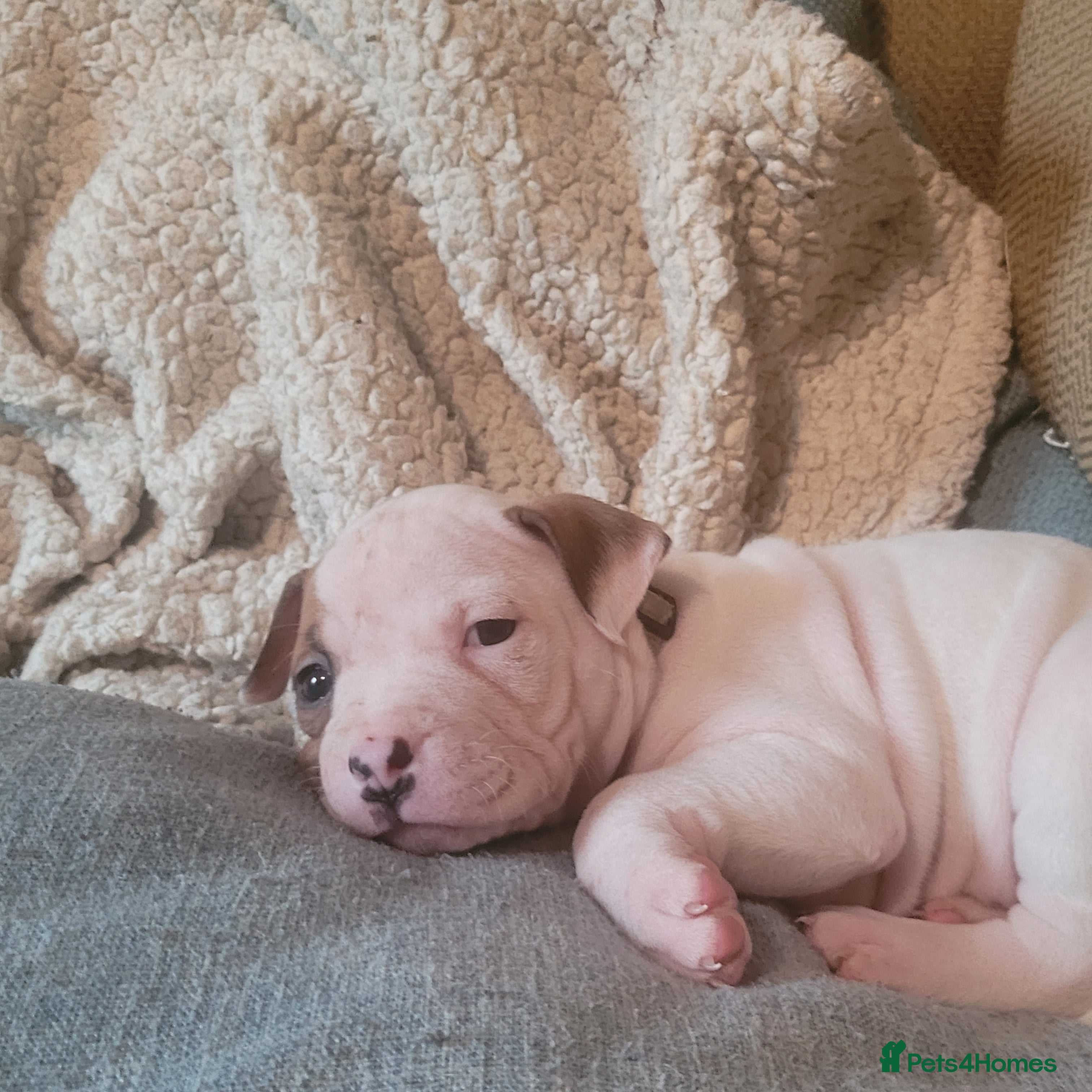 Mixed Breed dogs  American Bulldog cross Mastiff puppies - Advert 2