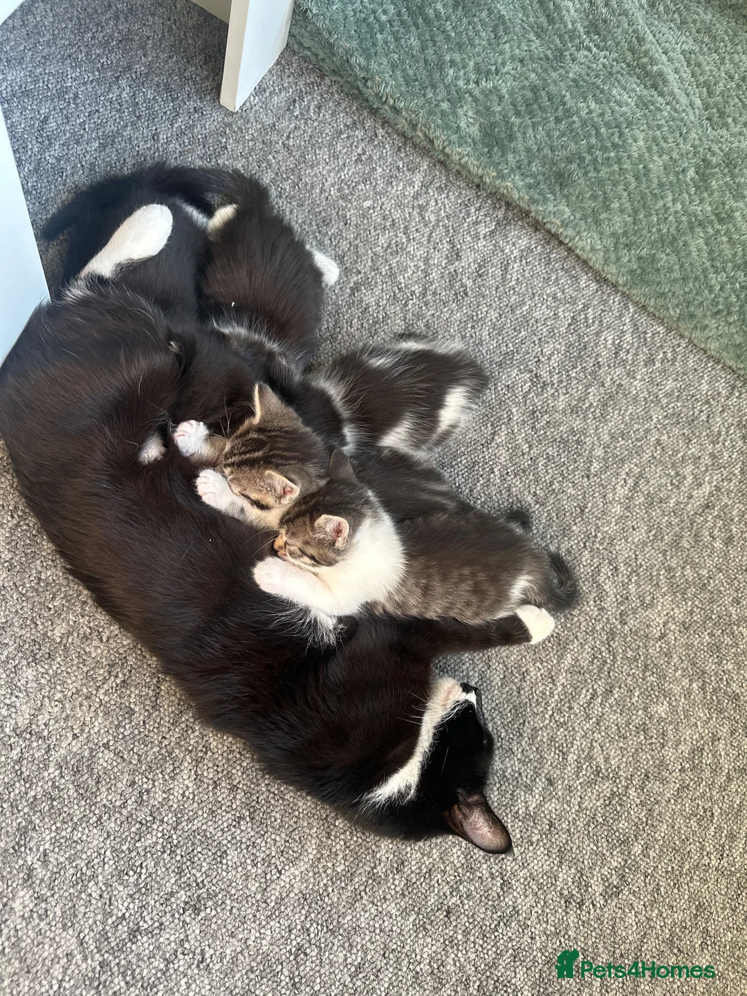 Mixed Breed cats for sale: 5 beautiful black tie/ ragdoll kittens for sale  - Advert 40