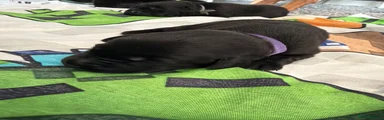 Labrador Retriever 7