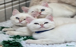 British Shorthair cats for sale: Colourpoints BSH active & non-active available - Image 9