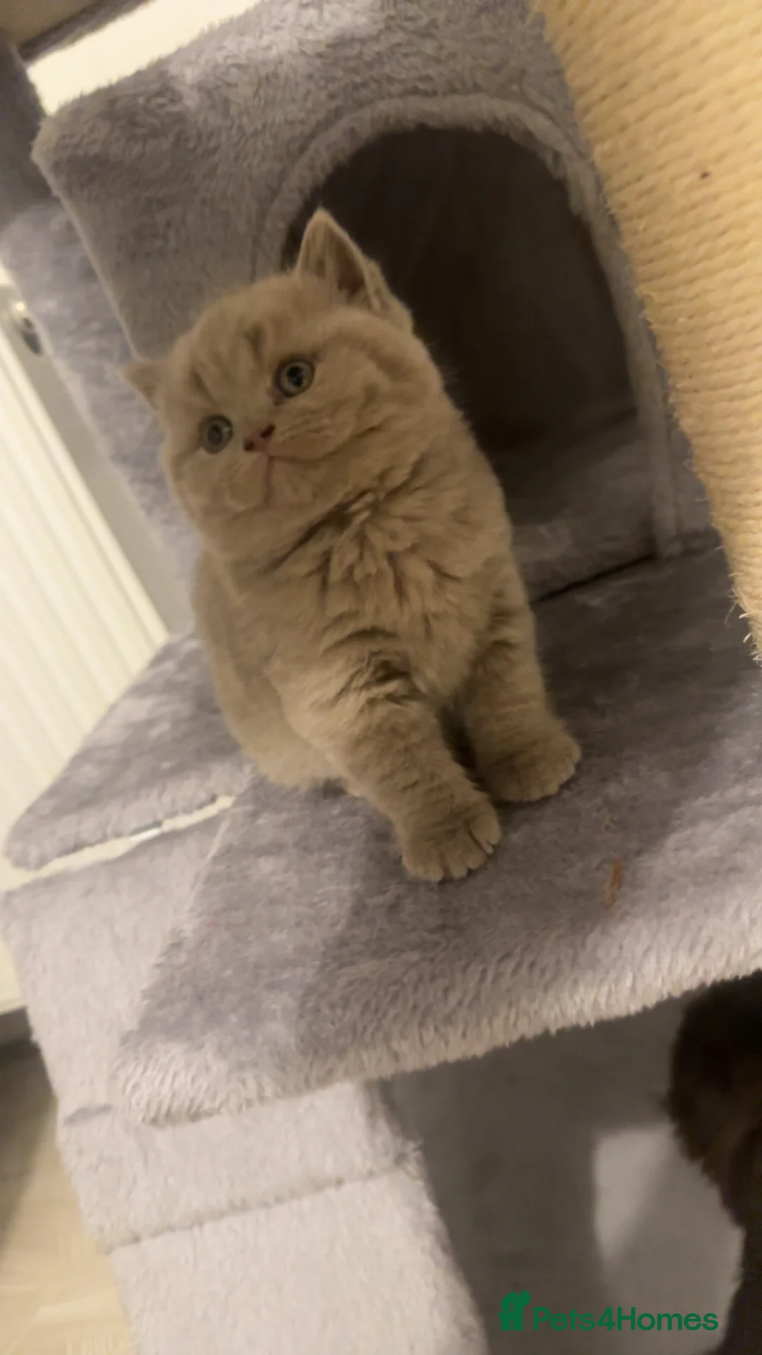 British Shorthair cats for sale: britishorthair forsale - Advert 2