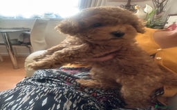 Toy Poodle dogs for sale: Toy poodles - Image 6