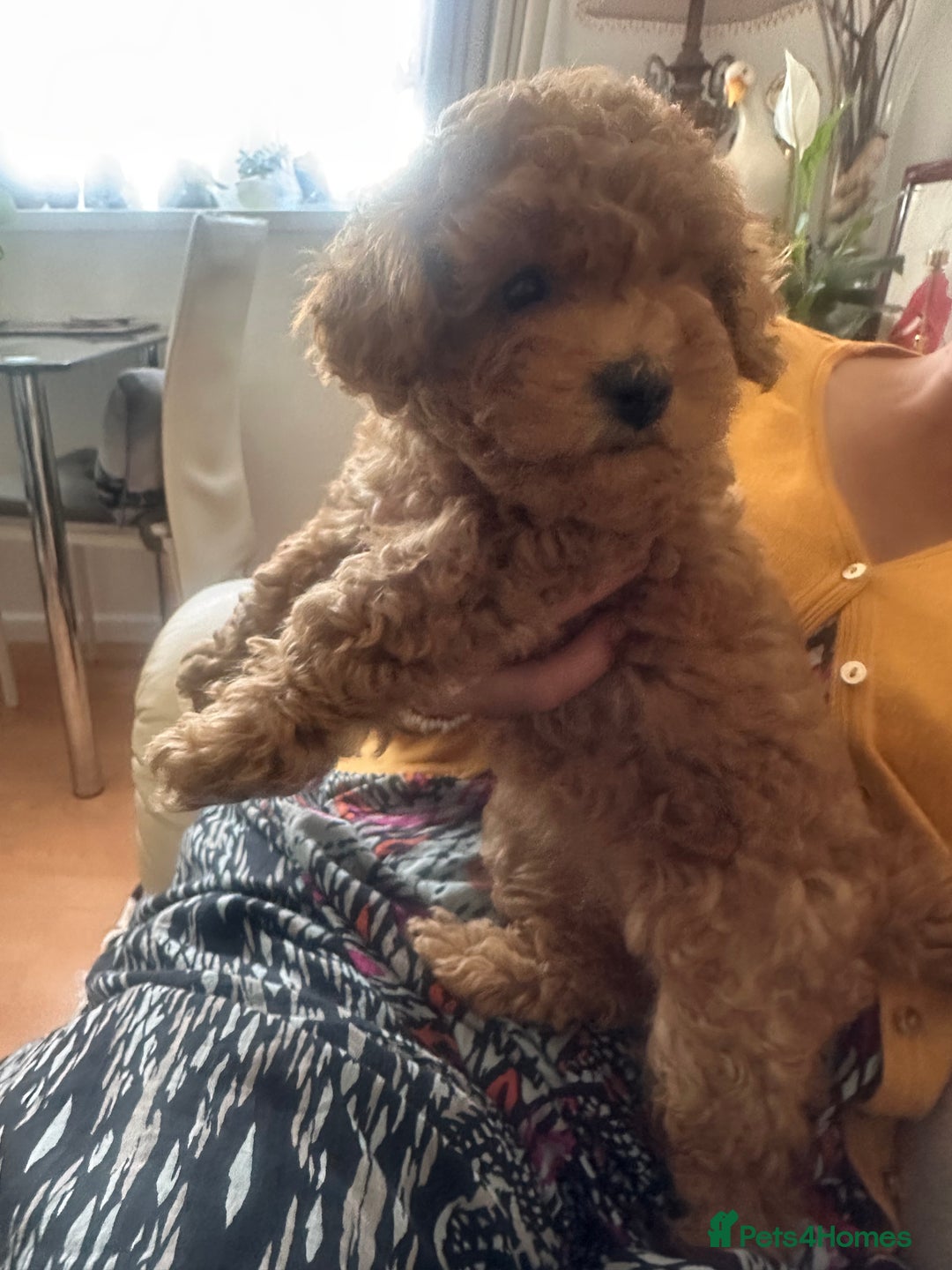 Toy Poodle dogs for sale: Toy poodles - Image 6