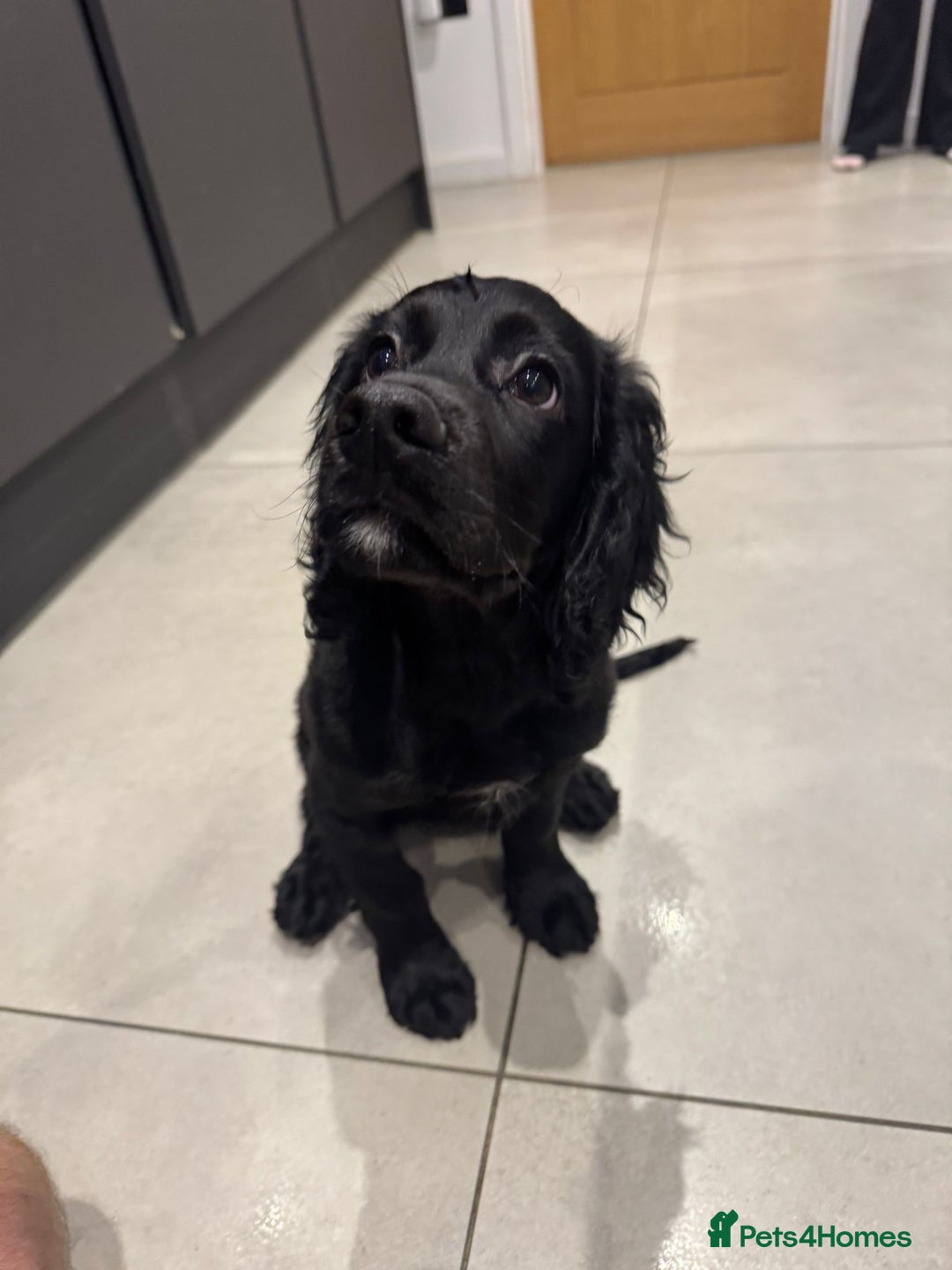 Cocker Spaniel dogs for sale: working cocker spaniel puppies - Advert 20