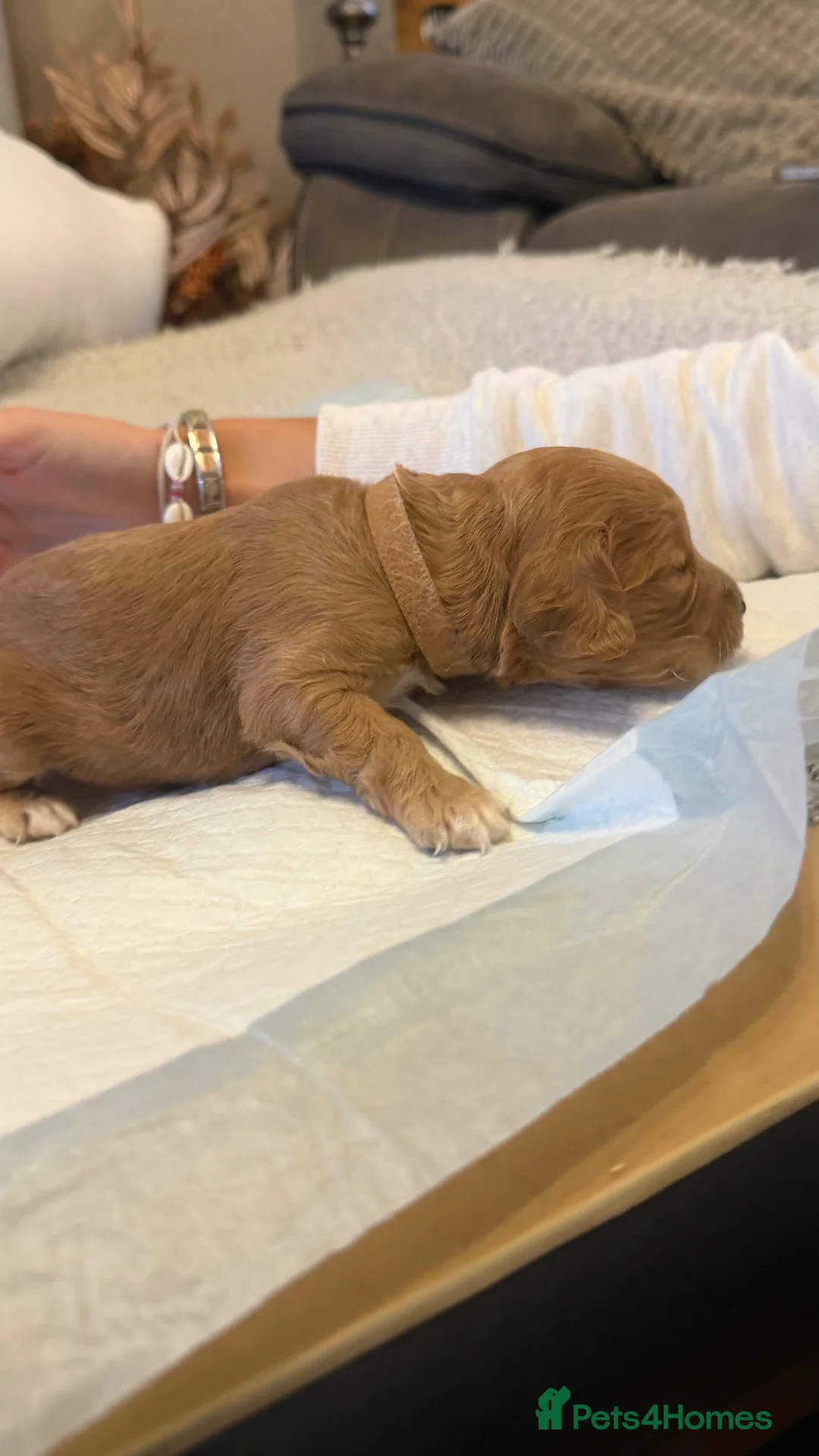 Cockapoo dogs for sale: Cockapoo Puppies - Advert 16