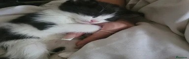 Mixed Breed Kitten 2