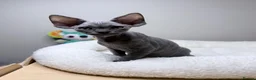 Devon Rex cats for sale: Beautiful blue boy!!!!! Ready to new home! - Advert 8