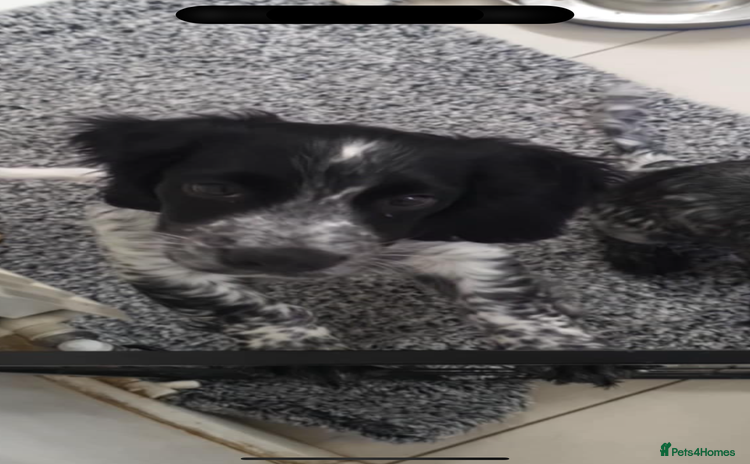 Cocker Spaniel dogs - Advert 2