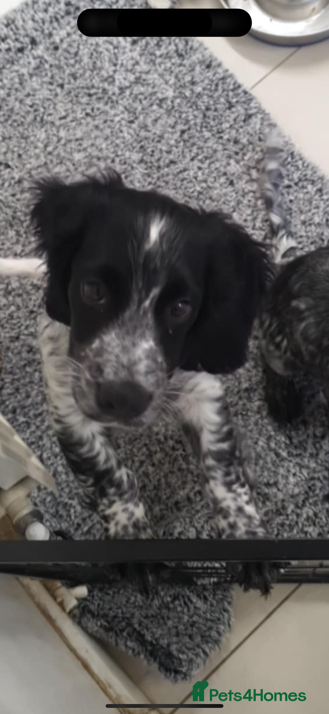 Cocker Spaniel dogs for sale: 14 week old cocker spaniel puppy for sale. - Image 1