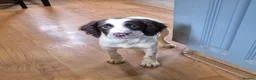 English Springer Spaniel dogs for sale: Beautiful KC registered ESS bitch  in Blandford Forum - Advert 2