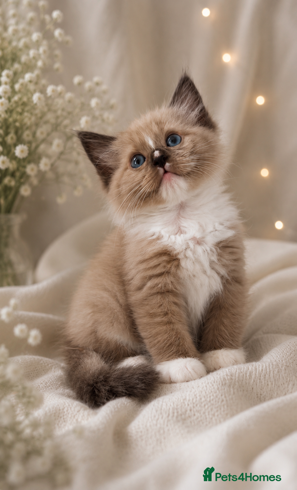 Ragdoll cats Stunning mink and blue mitted Ragdoll kittens  - Advert 1