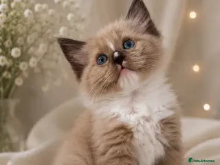 Ragdoll cats Stunning mink and blue mitted Ragdoll kittens - Advert 1