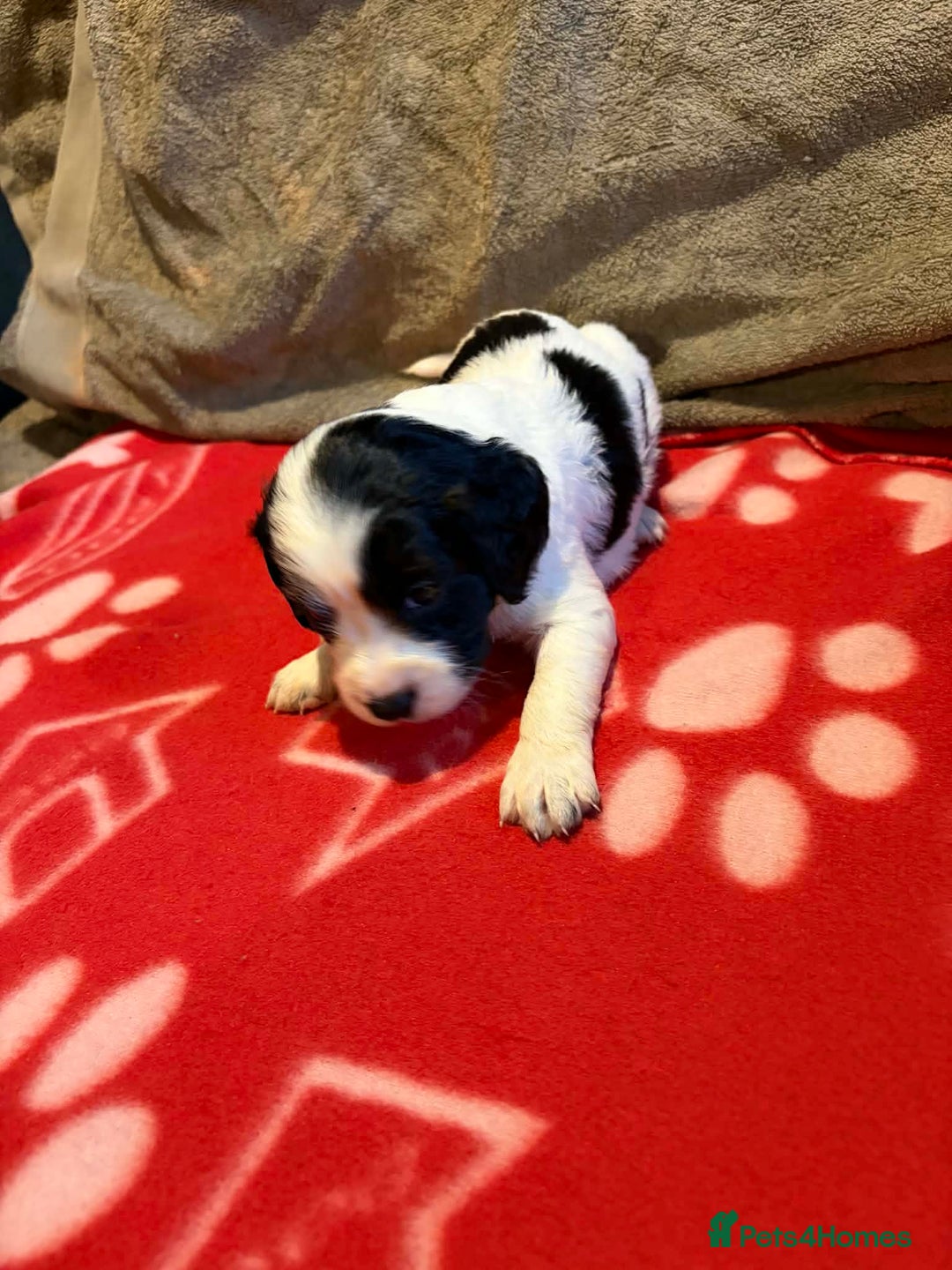 Cockapoo dogs for sale: Stunning health tested F1b toy cockapoos - Advert 16