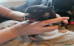 Huskita dogs for sale: Husky x akita puppys - Image 13