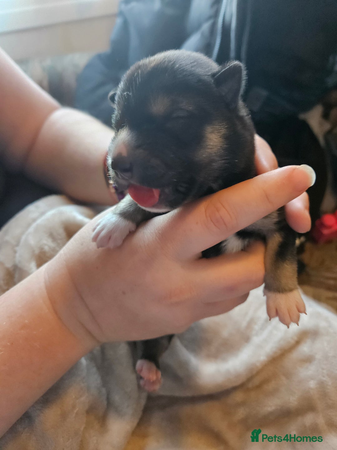 Huskita dogs for sale: Husky x akita puppys - Image 13