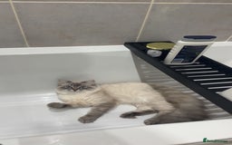 Siberian cats for sale: 2 cats for sale (father and son) - Image 5
