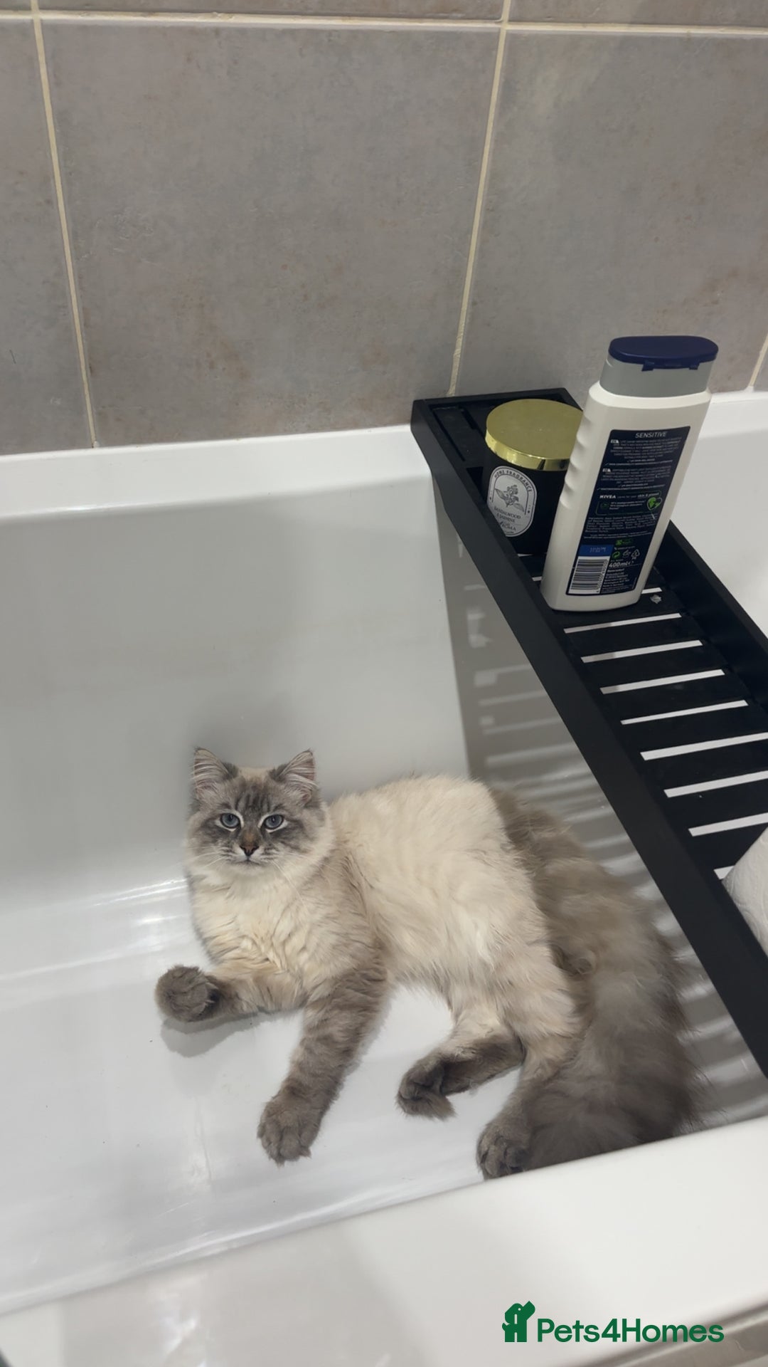 Siberian cats for sale: 2 cats for sale (father and son) - Image 5