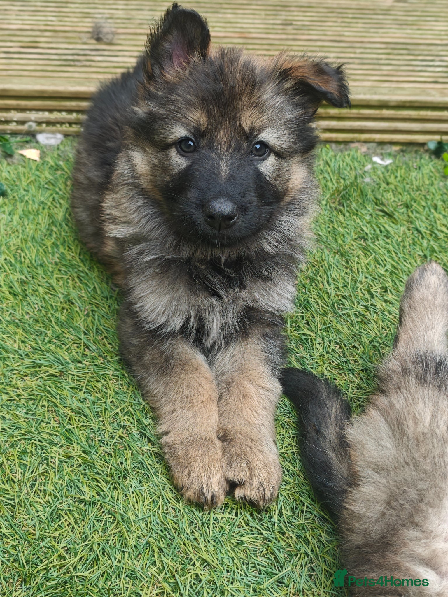 German Shepherd Puppy 4 Blue Collar Girl Emily 