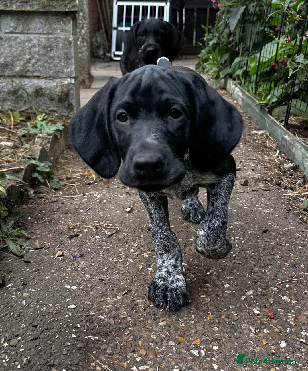 German Wirehaired Pointer dogs for sale: Sweet natured German Wirehaired Pointer boy  - Image 2