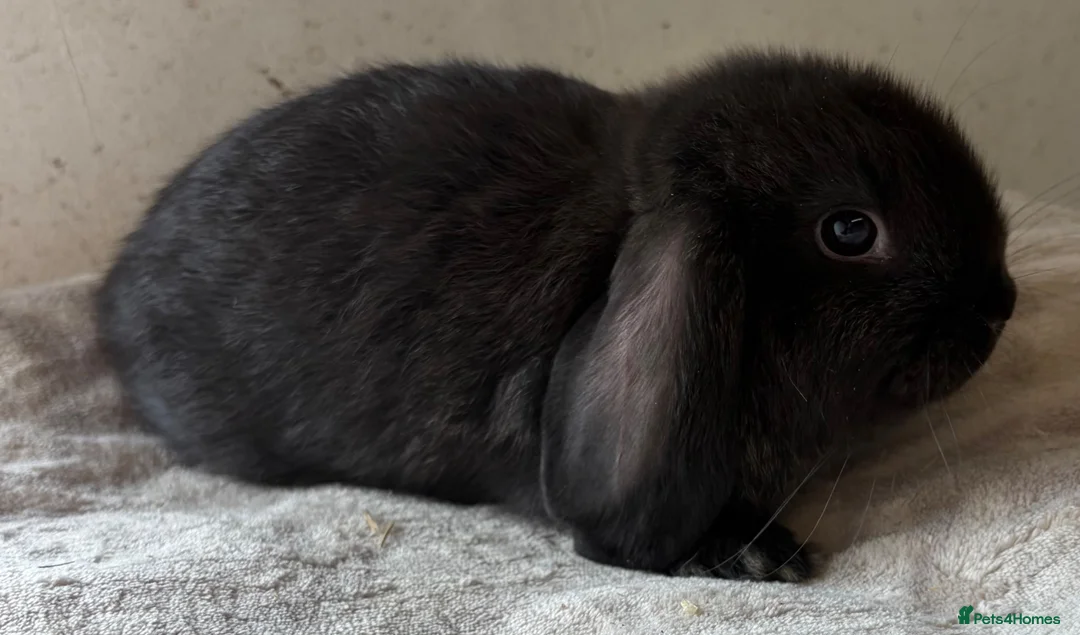 Mini Lop rabbits for sale: Beautiful mini lops available  - Advert 4