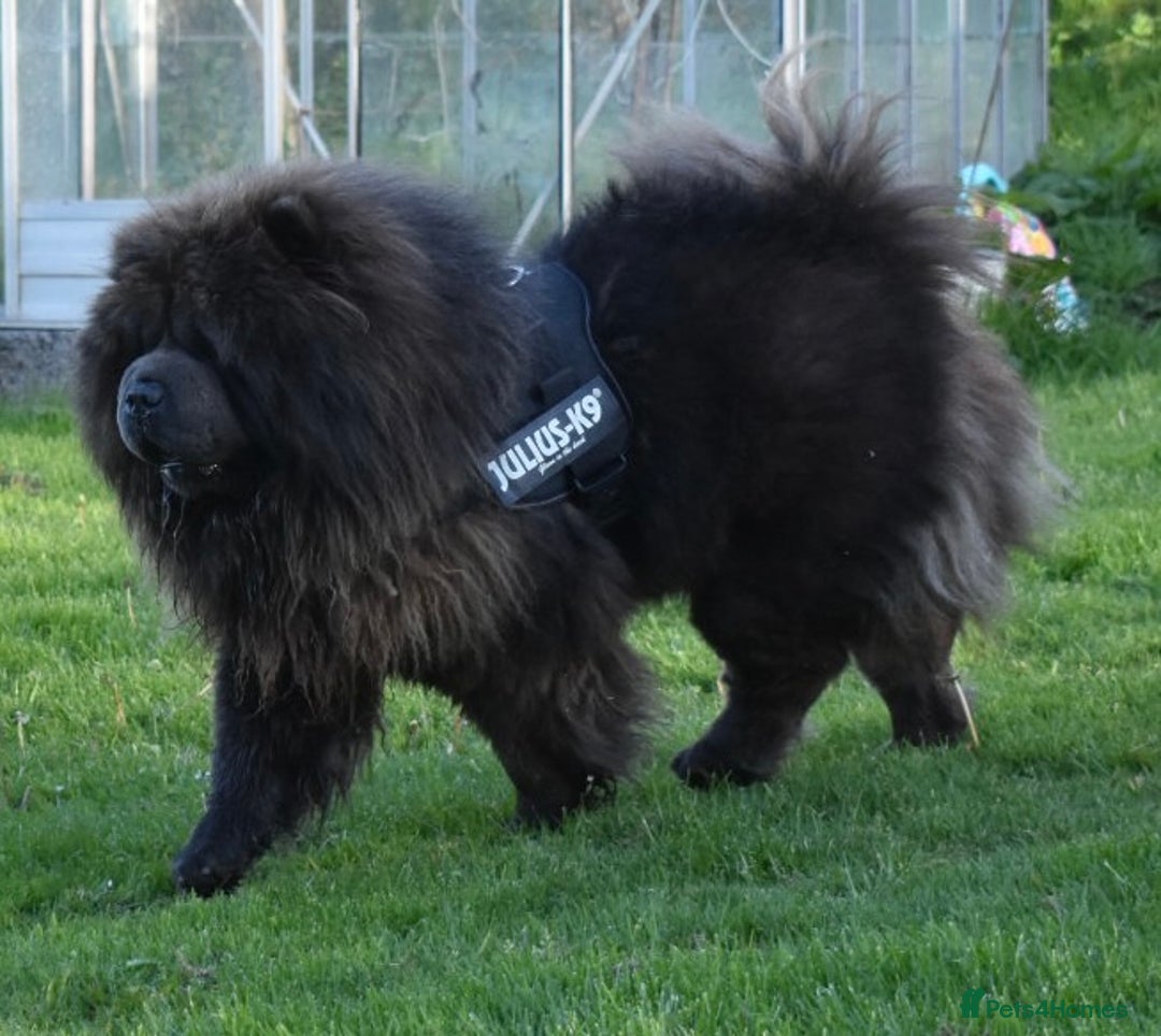 Chow Chow dogs for stud: Loki Blue Chow Chow for stud  in Ammanford - Advert 5